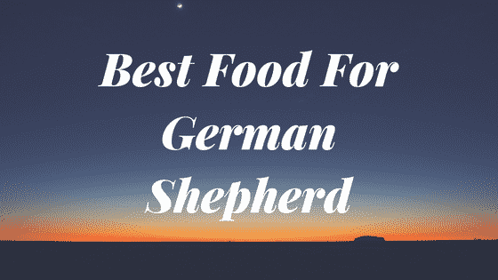 the words best food for german shepherd at sunset.