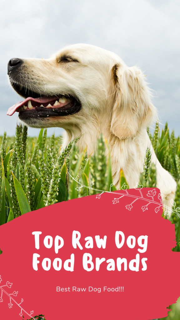 Top Raw Dog Food Brands
